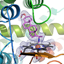 17A1 binding steroidal isonitrile