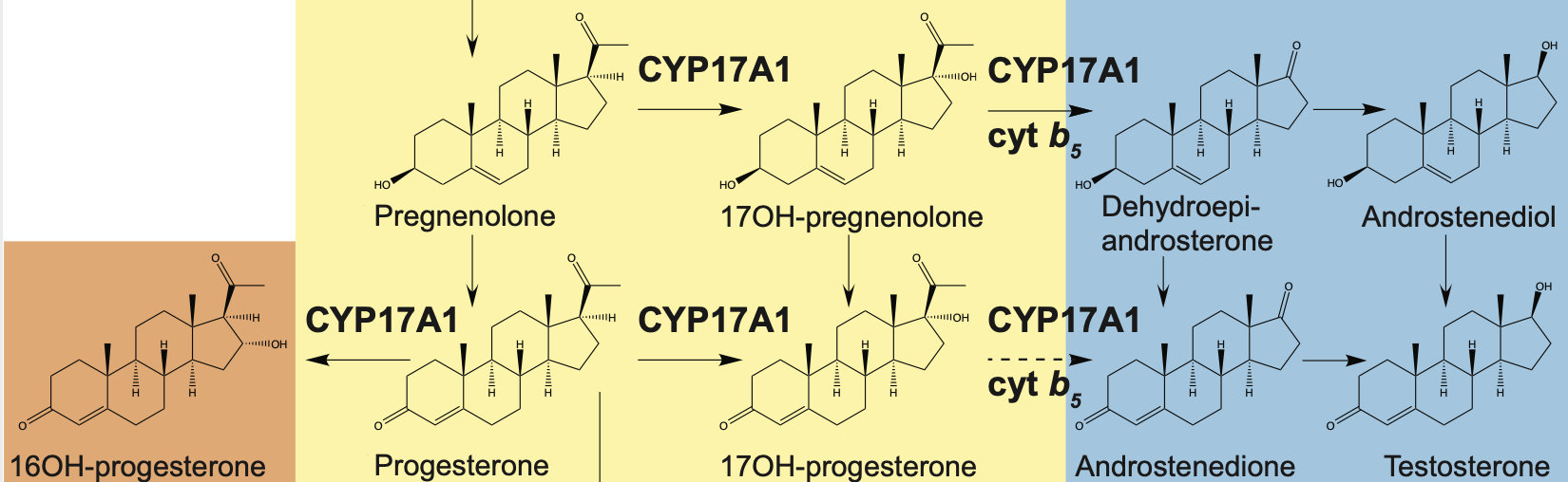 Steroidogenic cytochrome P450 17A1 structure and function