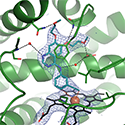 CYP1A1 binding cancer drug erlotinib