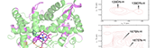 Tracking protein-protein interactions by NMR:  Conformational selection in human steroidogenic cytochrome P450 CYP17A1 induced by cytochrome <em>b</em><sub>5</sub>