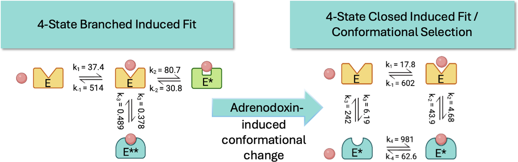 Redox partner adrenodoxin induces substrate binding to steroidogenic cytochrome P450 11B2 and 11A1 by promoting a conformational change