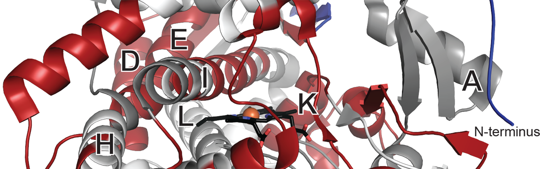 Mass spectrometry footprinting reveals microsomal cytochrome P450 2A6 structural changes induced by interaction with its reductase