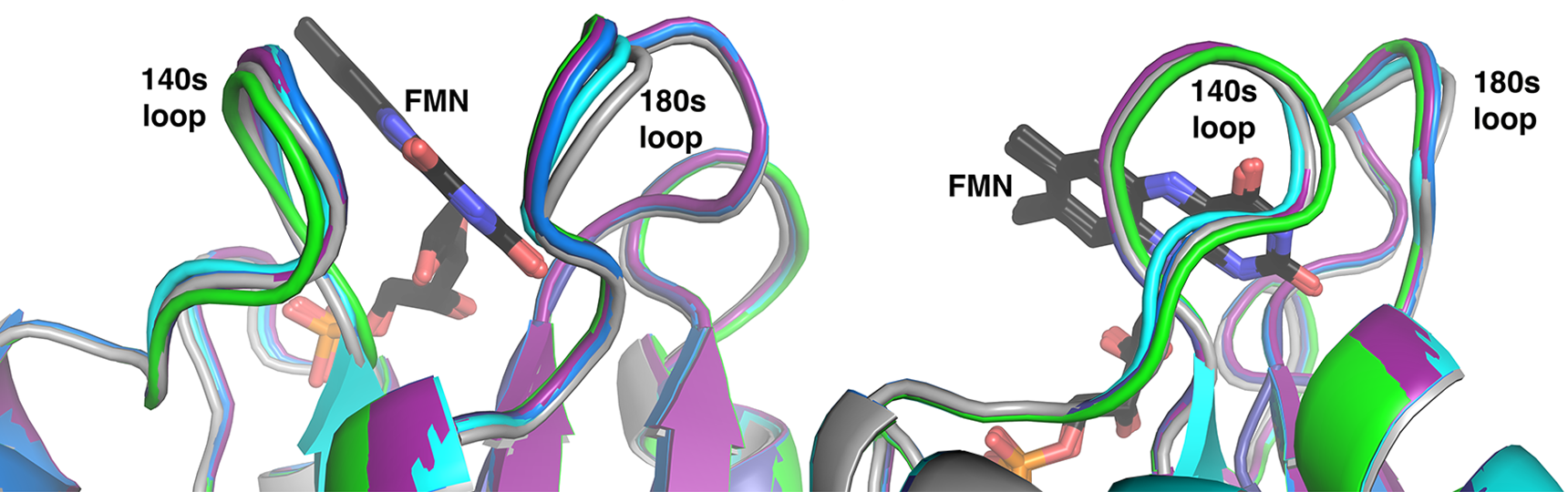 Structural context of reductase mutations that alter cytochrome P450 1A2 substrate regioselectivity