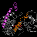 Cytochrome P450 2B4 movie between open and closed conformations