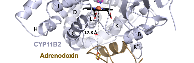 Structural and functional insights into aldosterone synthase interaction  with its redox partner protein adrenodoxin