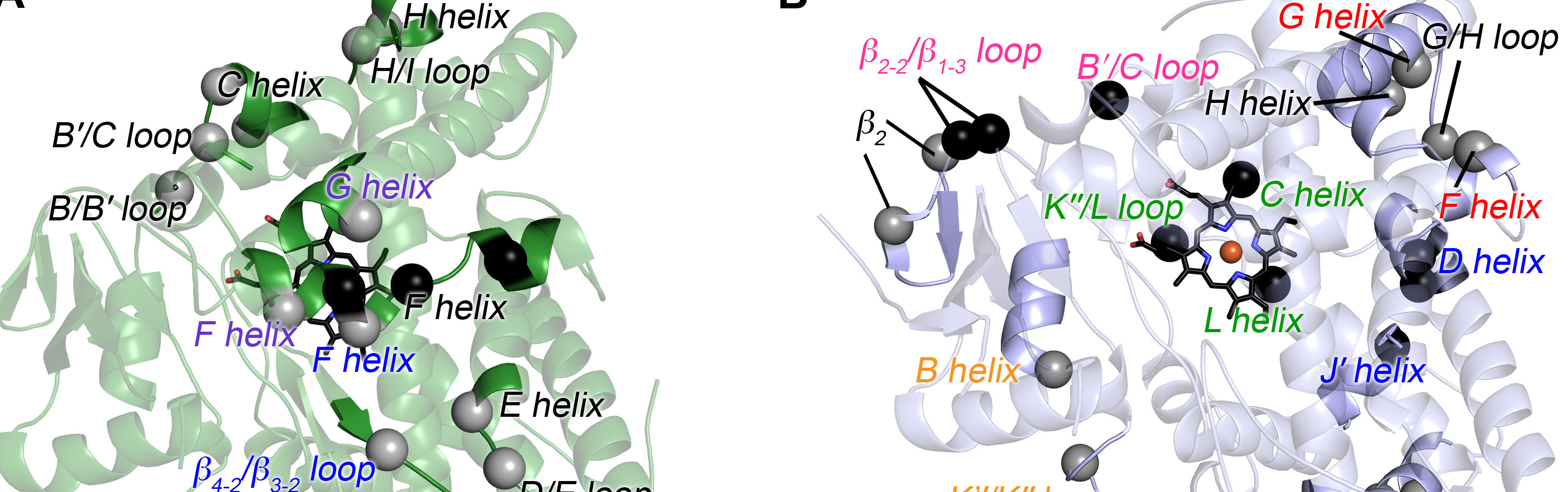 Structure of an ancestral mammalian family 1B1 cytochrome P450 with increased thermostability