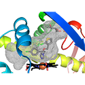 CYP8B1 active site with tioconazole and glycerol (grey sticks)