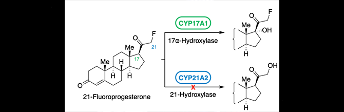 Effects of fluorine substitution on substrate conversion by cytochromes P450 17A1 and 21A2