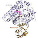 CYP11B2 (purple) binding adrenodoxin (brown) and fadrazole inhibitor (pink sticks)