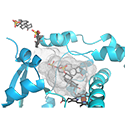 CYP3A7 (fetal CYP3A) with 4 copies of its DHEAS substrate