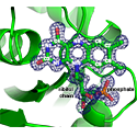 Electron density for flavin mononucleotide in NADPH-cytochrome P450 reductase
