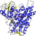 Human cytochrome P450 2E1