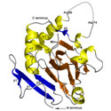 Proline 4-hydroxylase from <i>Bacillus anthracis</i>