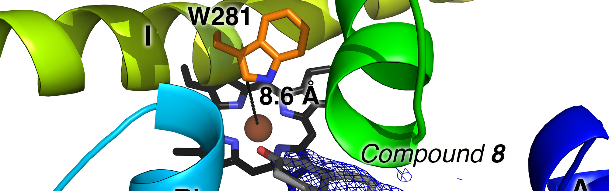 Pyridine-containing substrate analogs are restricted from accessing the human cytochrome P450 8B1 active site by tryptophan 281