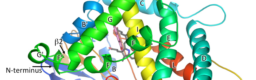 Human cytochrome P450 1A1 structure and utility in understanding drug and xenobiotic metabolism