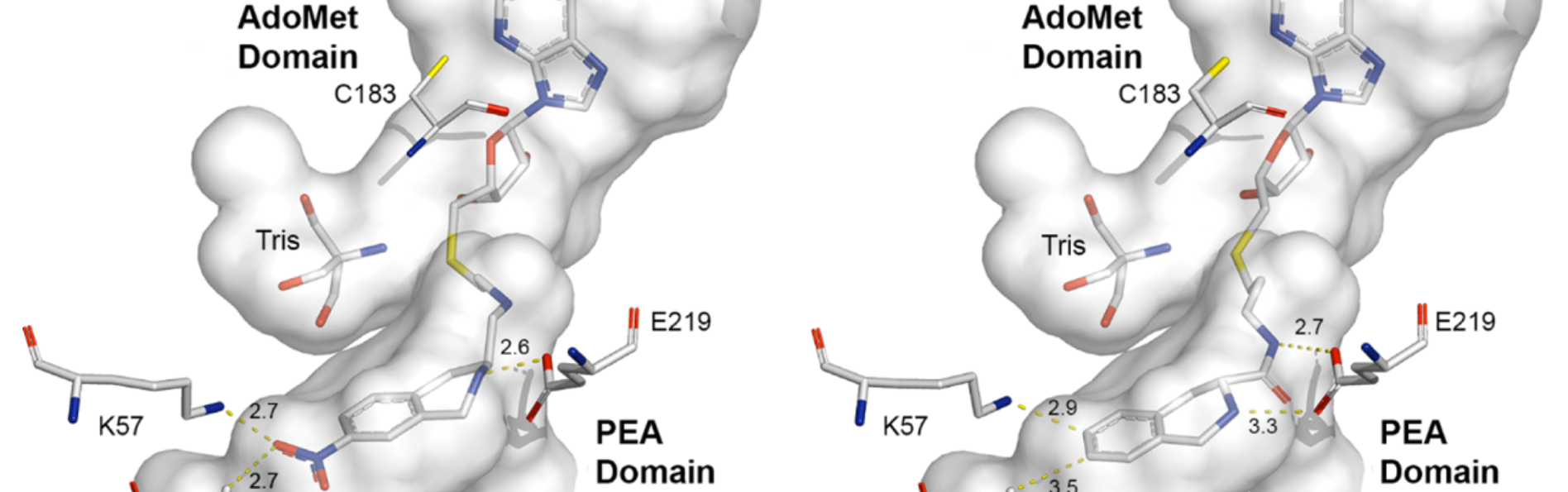 Structure-based drug design of bisubstrate inhibitors of phenylethanolamine N‐Methyltransferase possessing low nanomolar affinity at both substrate binding domains